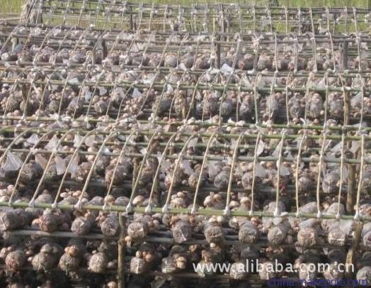 探訪隨州最大香菇腳加工廠 草林生態農產品的匠心之路